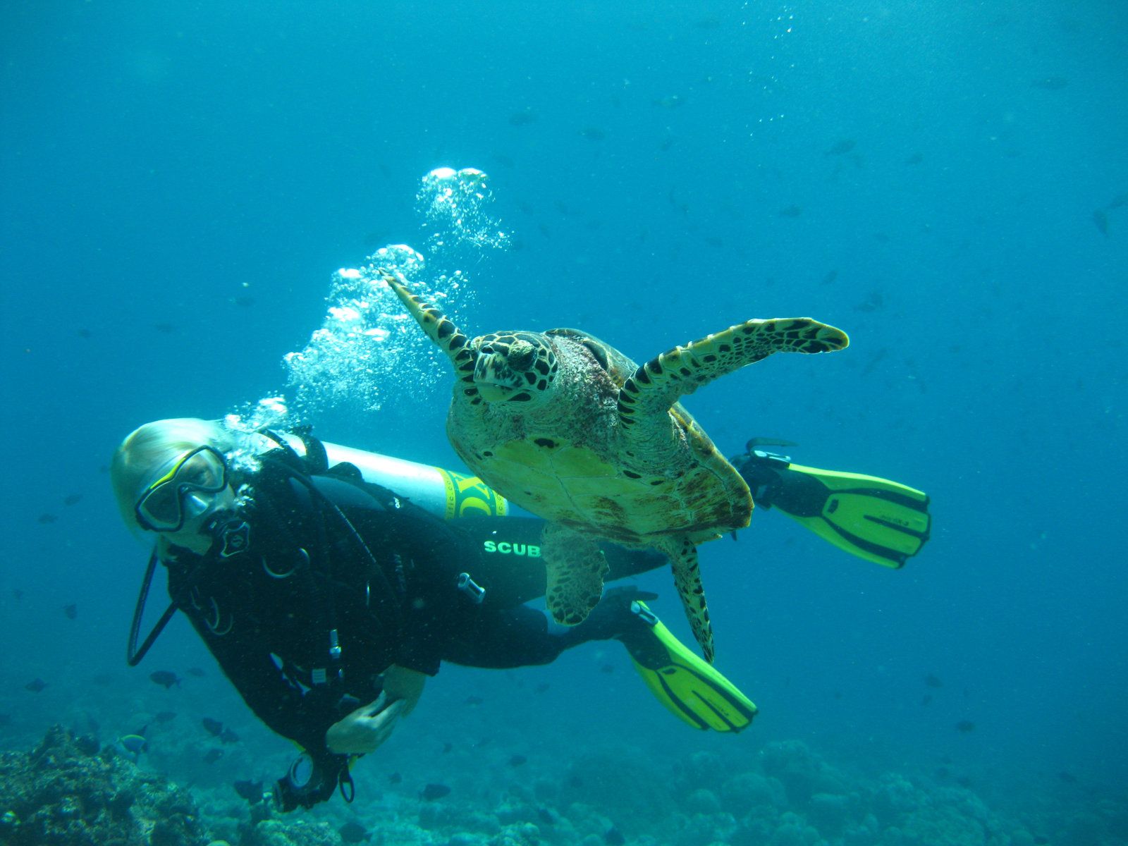 Diving