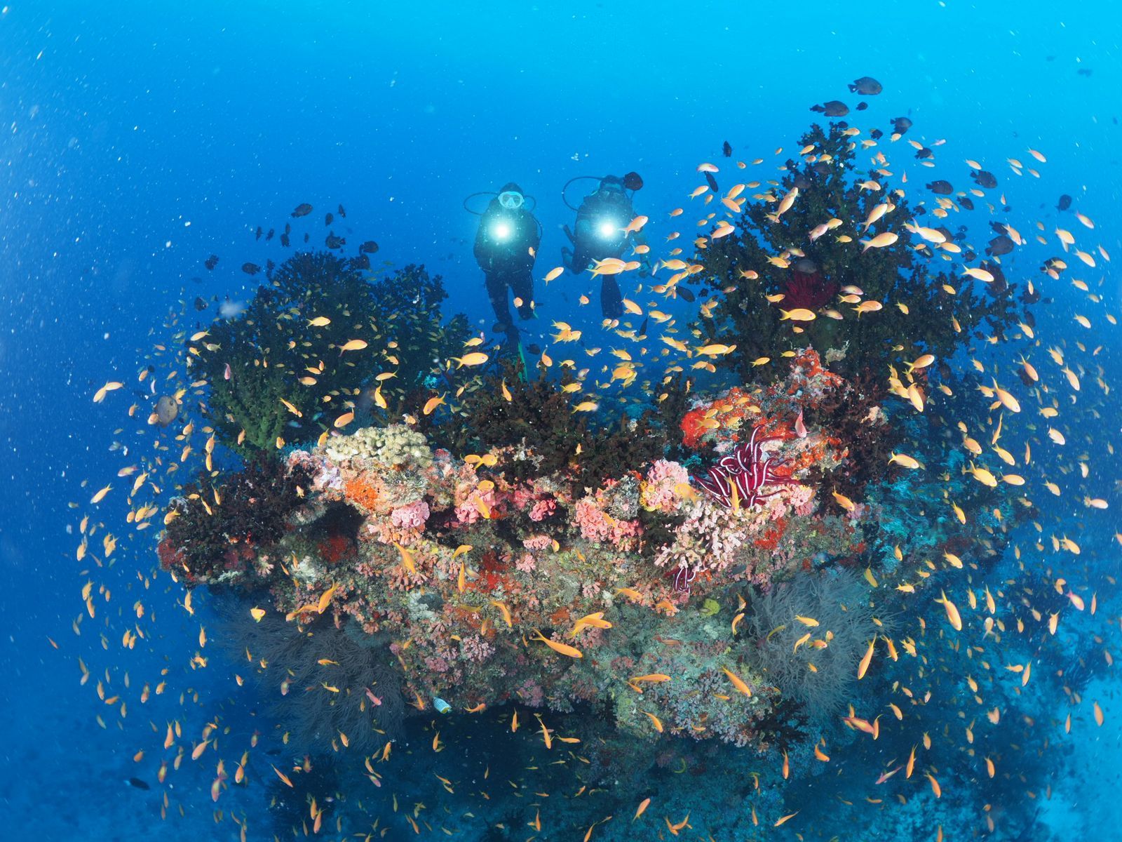 Diving