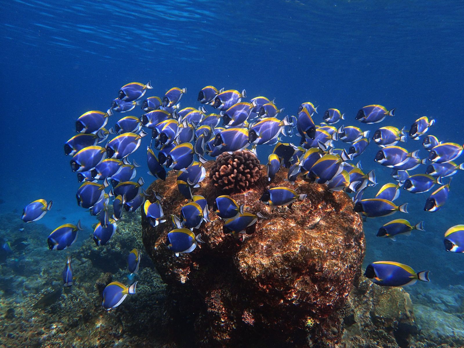 The Baros house reef