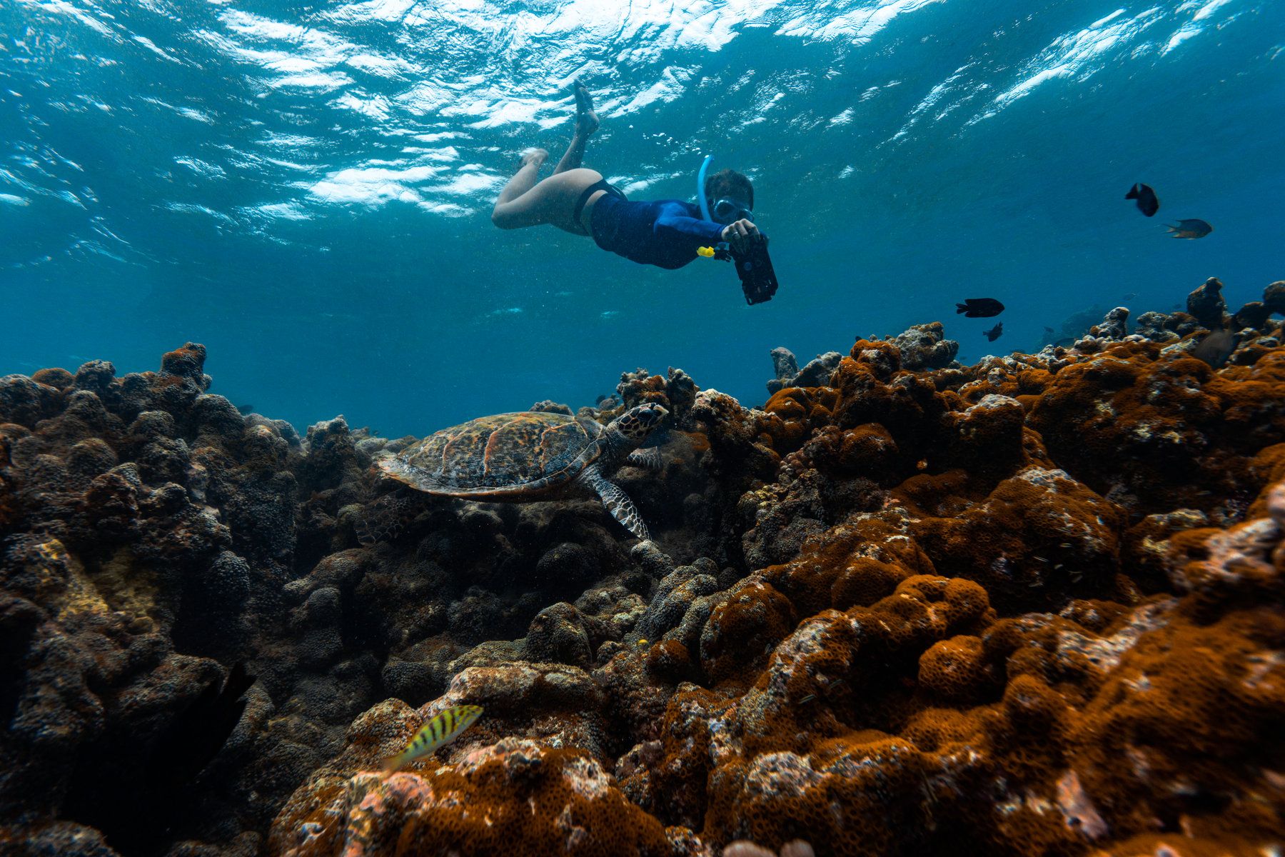 Diving