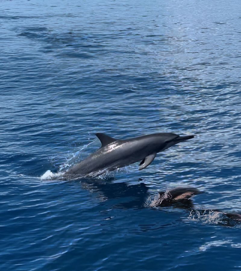 Dolphin Safari