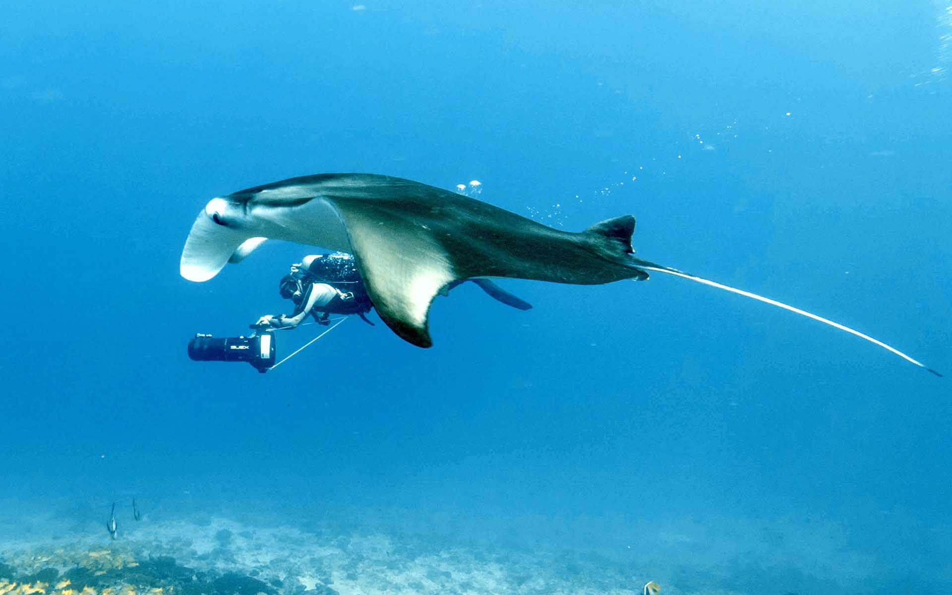 Learn to DIVE in the Maldives
