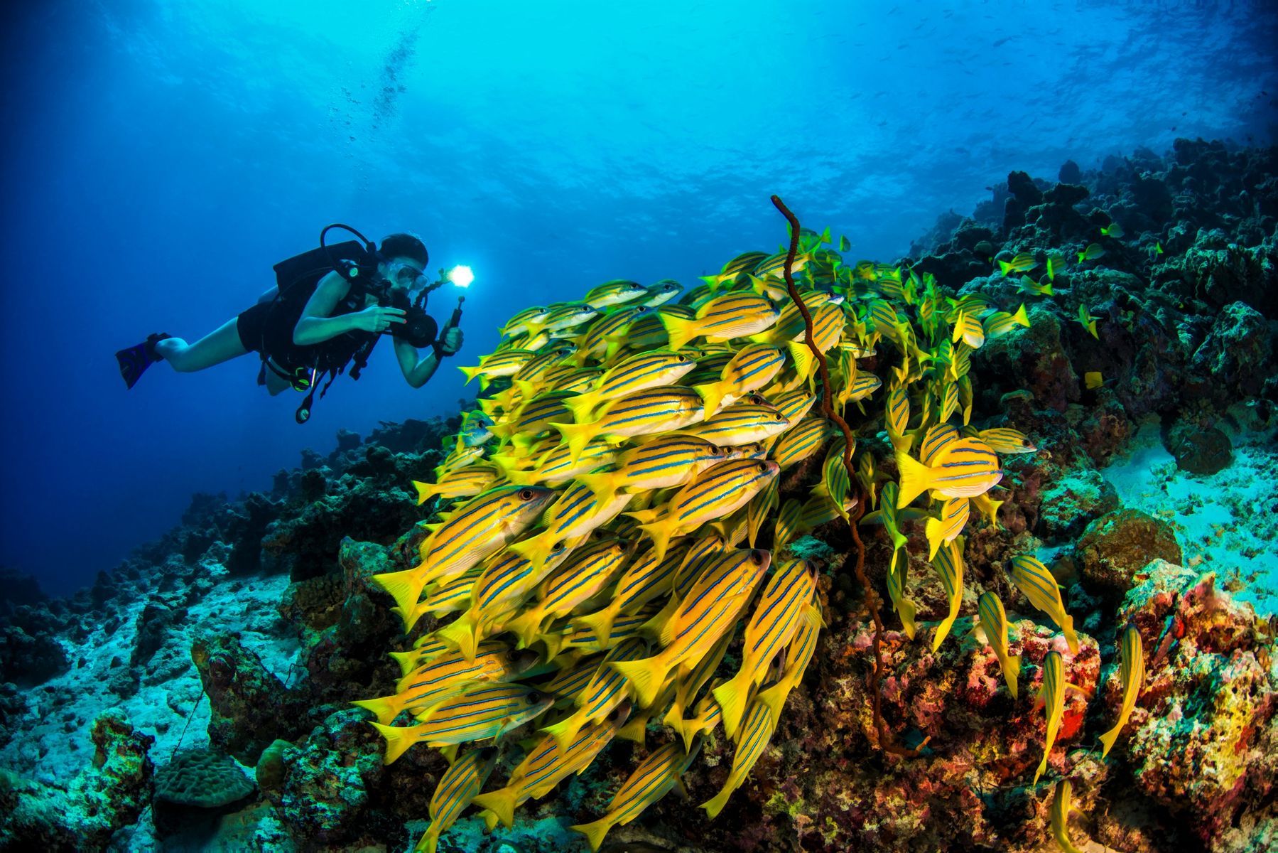 Diving