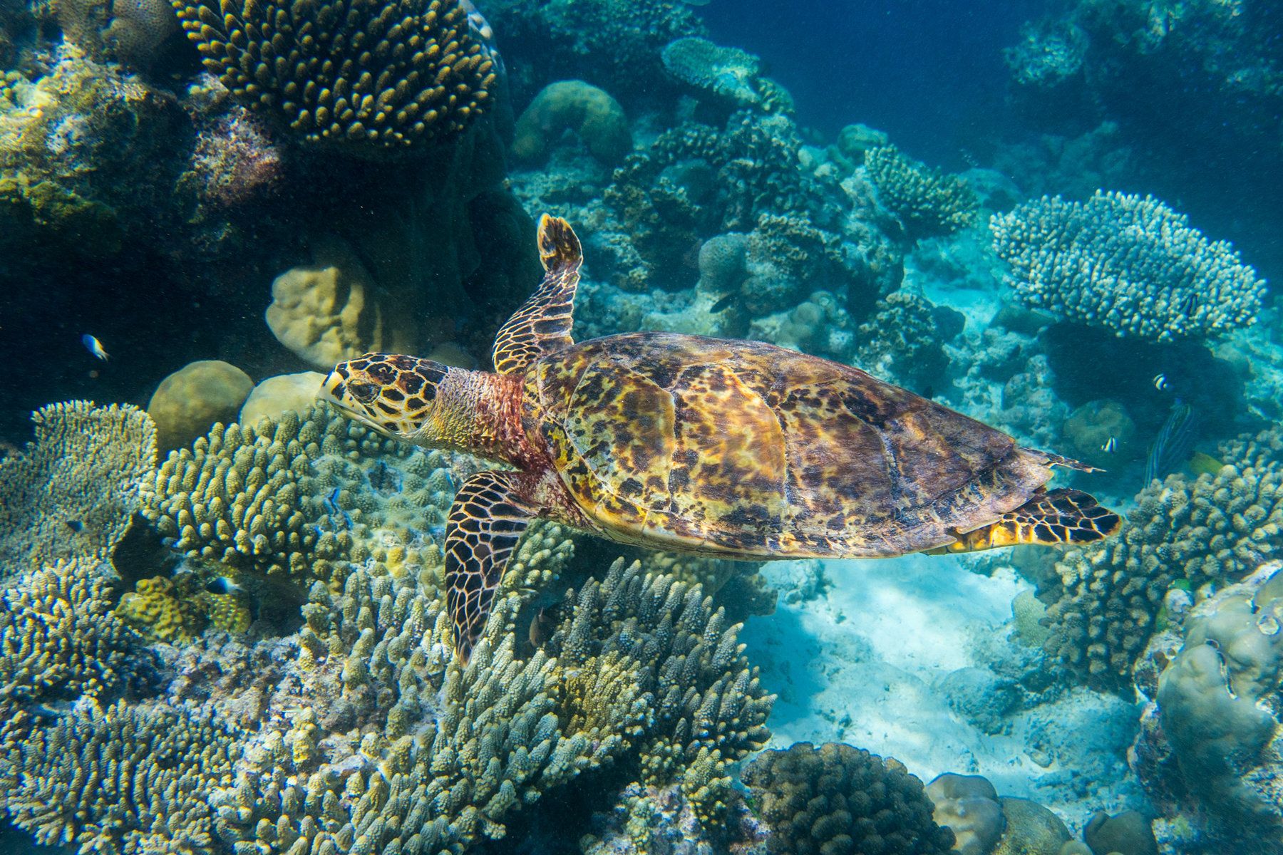 Diving