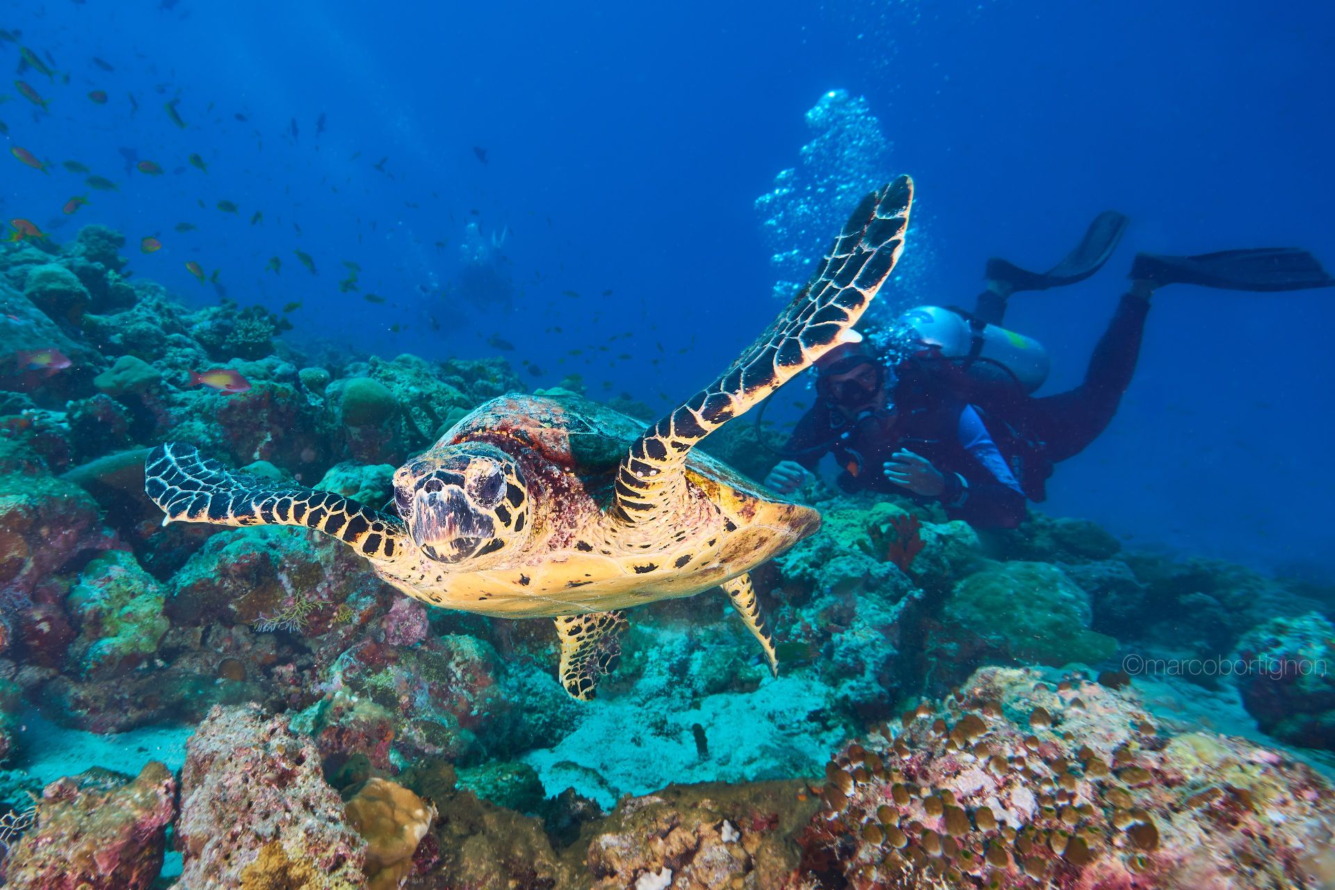 Diving