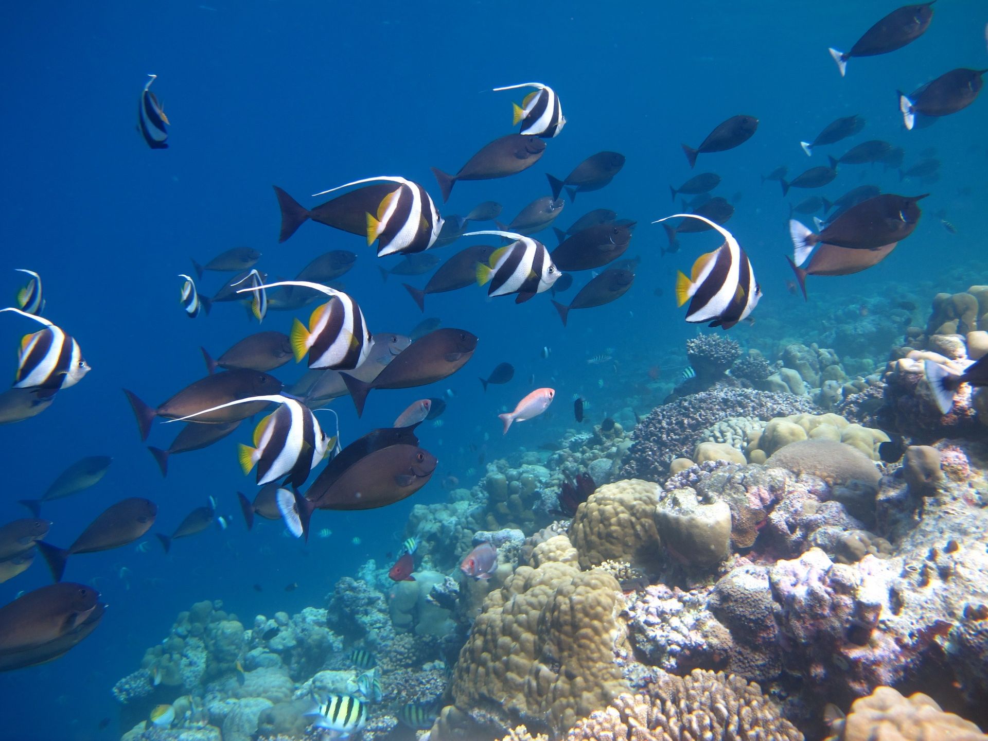 Snorkeling