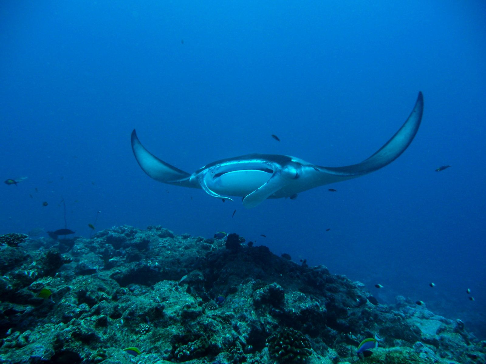 Hanifaru Bay