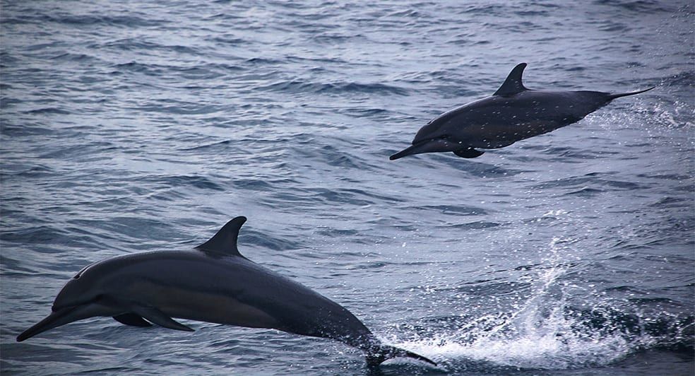Dolphin Safari