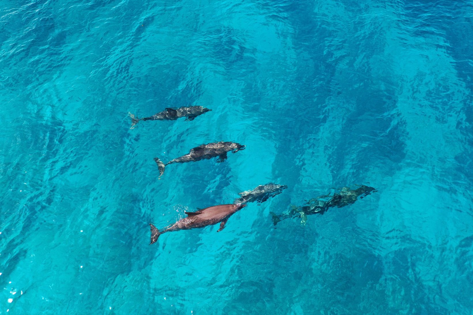 House Reef Snorkelling