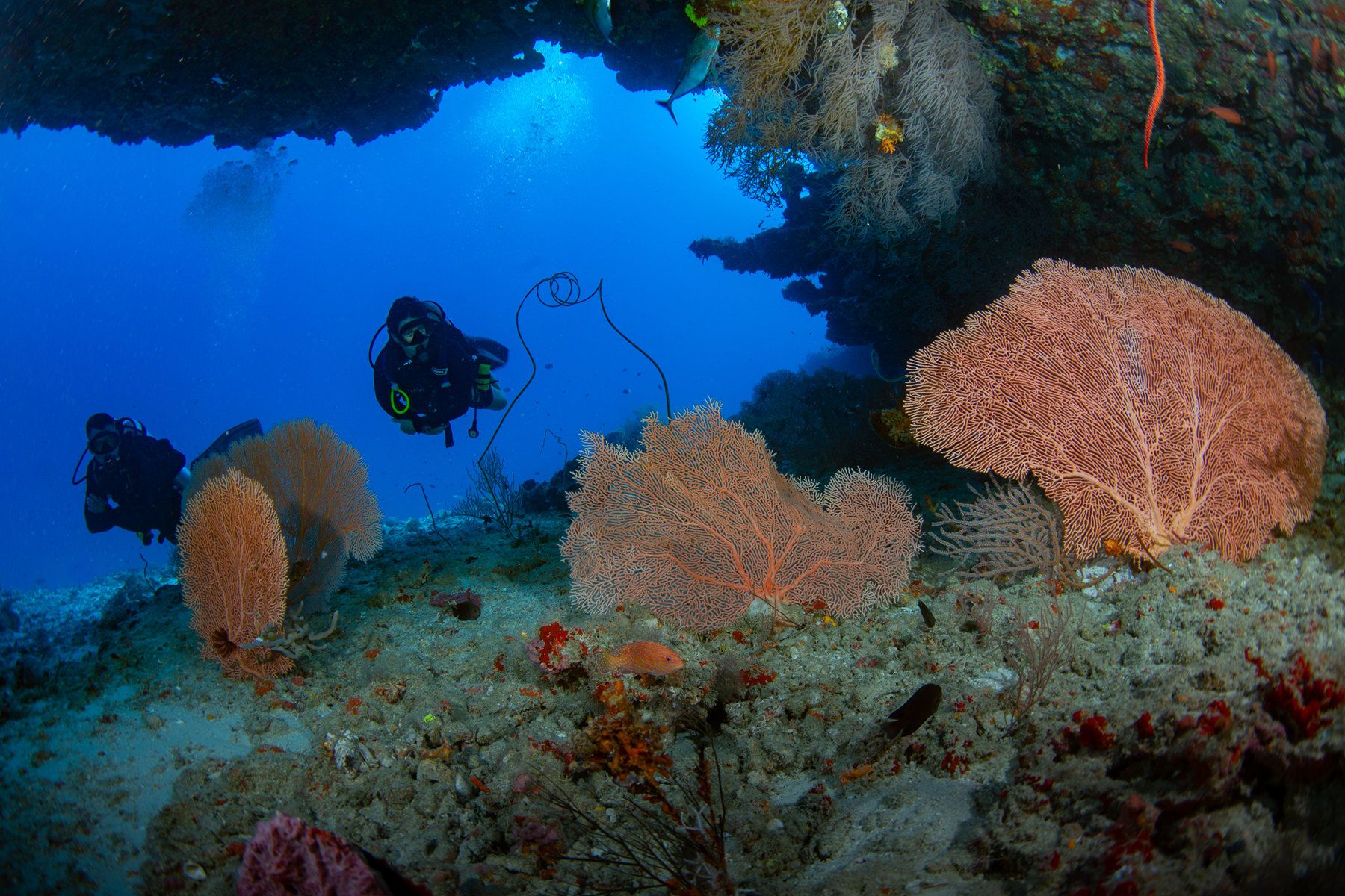 Diving and Snorkeling