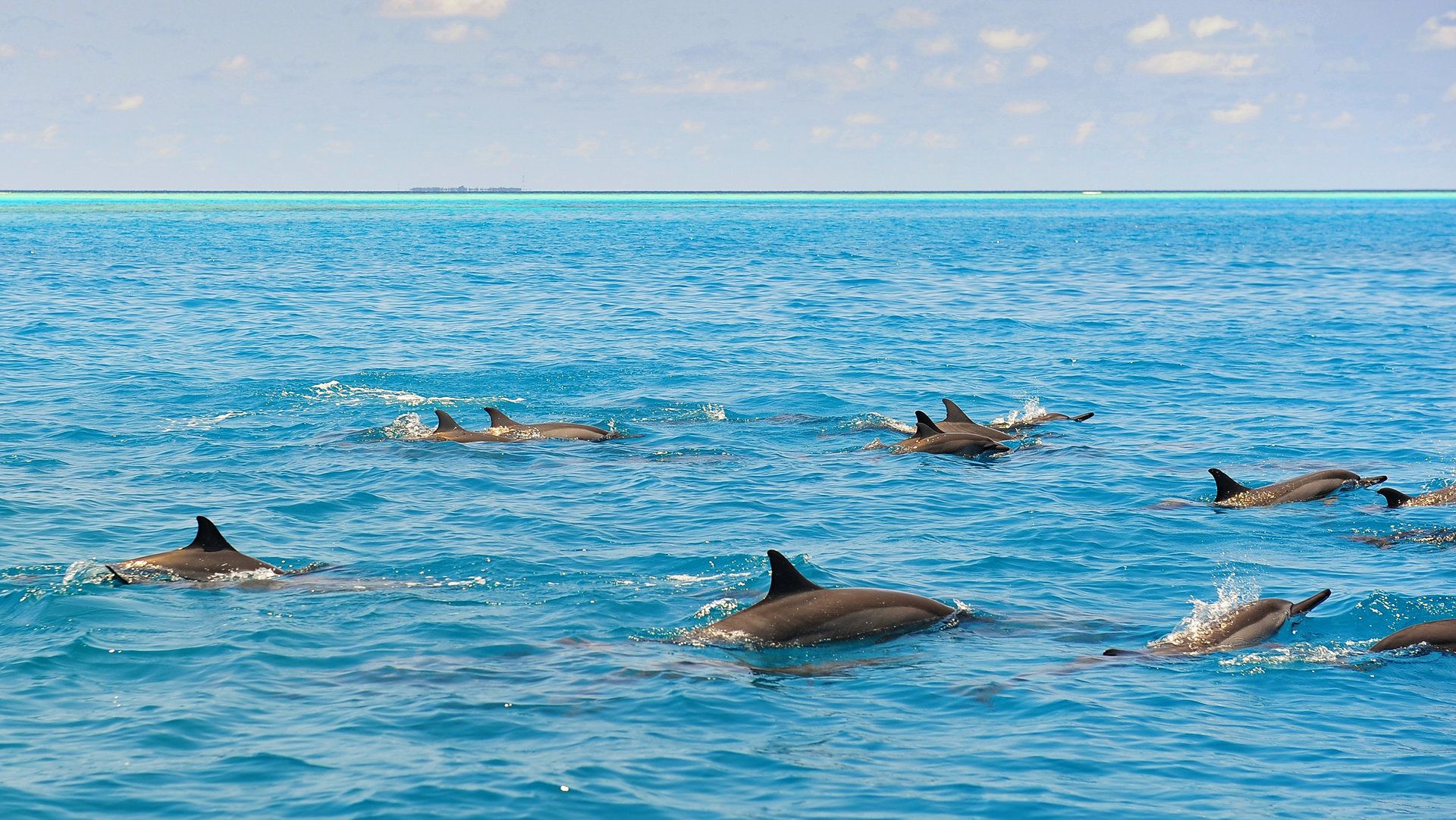 Dolphin Sanctuary