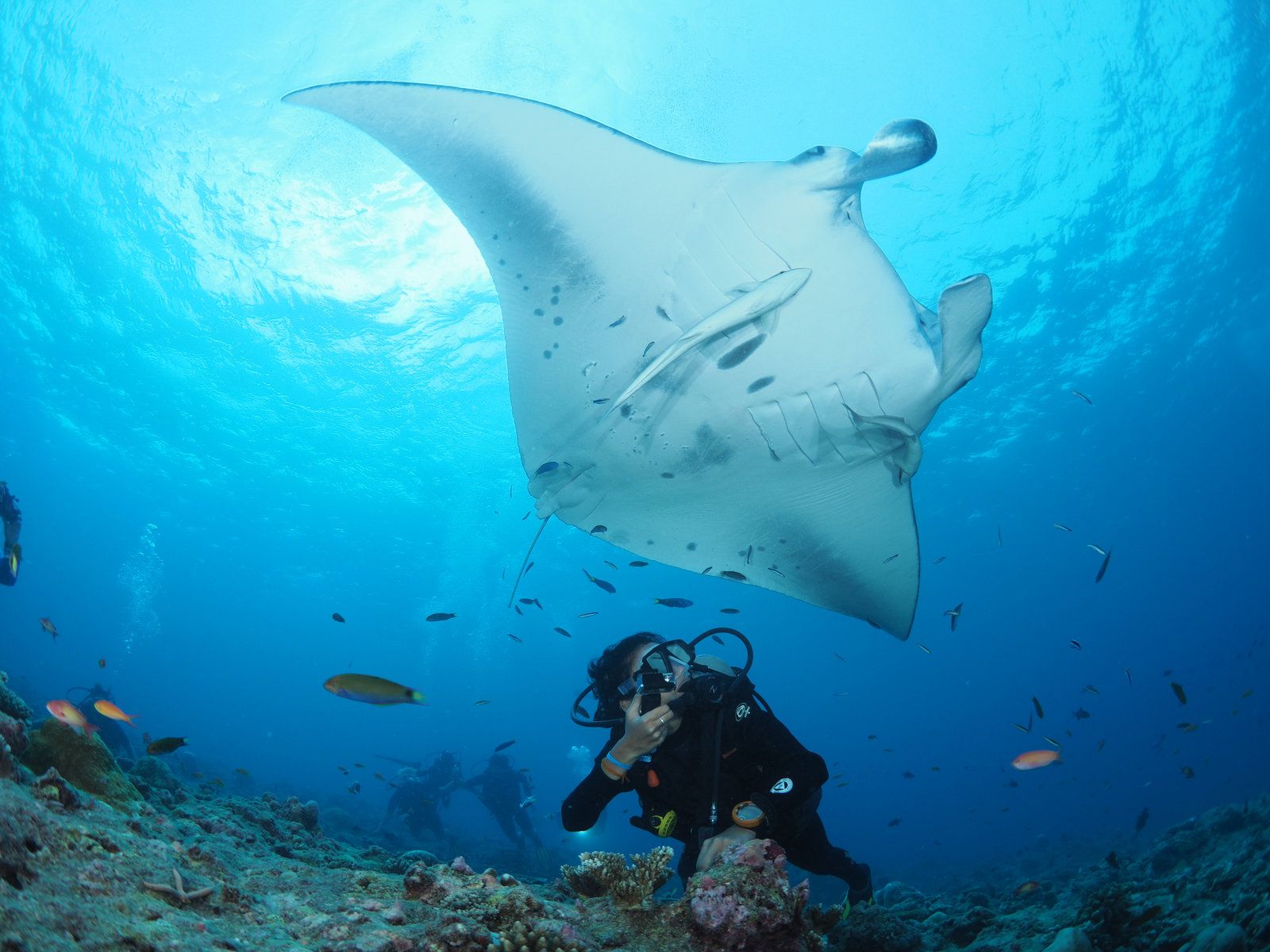 Diving